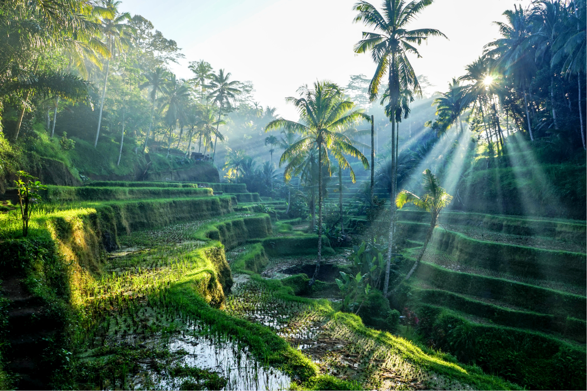 The Complete Guide to Ubud on a Budget
